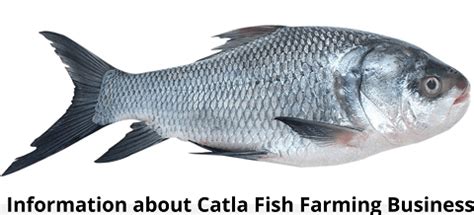 10 Easy Steps for Catla Fish Farming for Beginners - NSFARMHOUSE