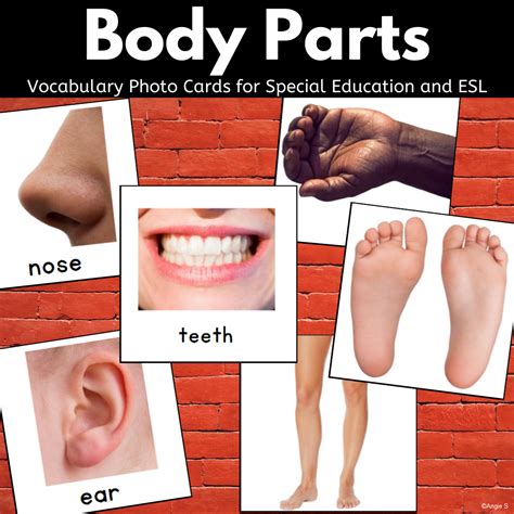 Body Parts Picture Cards - Made By Teachers