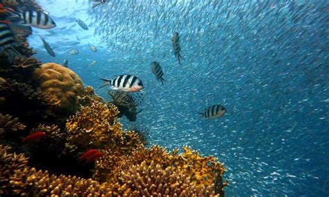 CORAL REEF CONSERVATION COURSE4 – RedSea Life