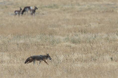 Four Animals of Grass Field · Free Stock Photo