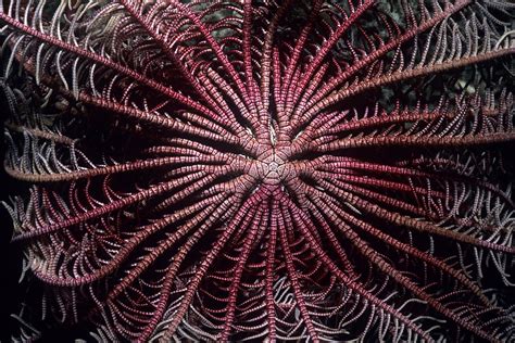 Radial Symmetry in Marine Life