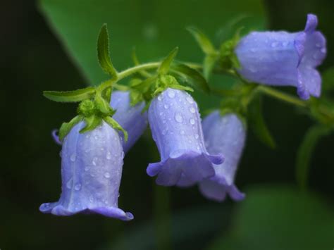 Campanula medium (Canterbury Bells, Coventry Bells, Cup and Saucer) | North Carolina Extension ...