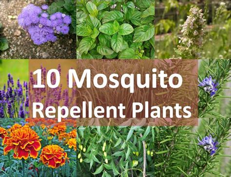 10 Mosquito Repellent Plants — Kitchen Home Gardener