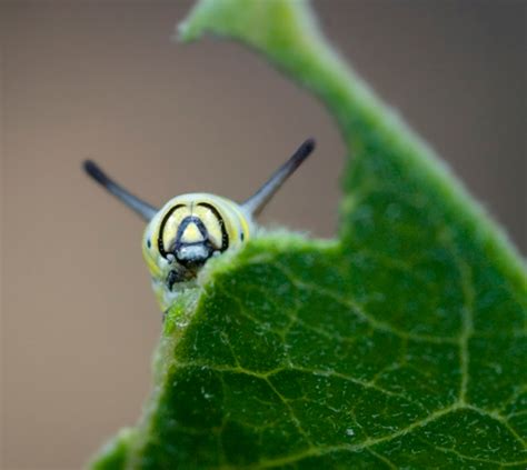 Baby Monarch Butterflies are Cute Caterpillars! | Baby Animal Zoo