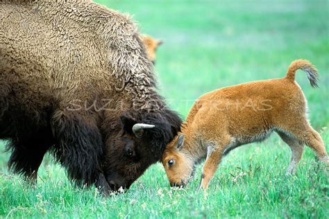 BABY BISON and MOM Play Photo Print Mom and Baby Animal