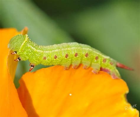 bee hawk moth caterpillar | not sure on the type of bee hawk… | Flickr