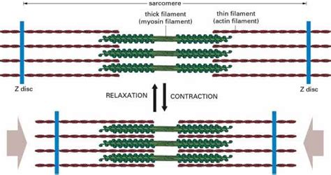 The Sliding Filament Theory of Muscle Contraction | The A Level Biologist - Your Hub