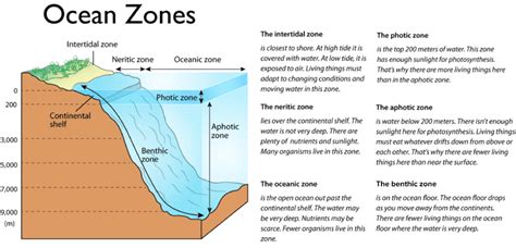 Ocean Zones Diagram For Kids