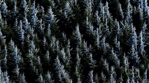 «spruce» HD Wallpapers