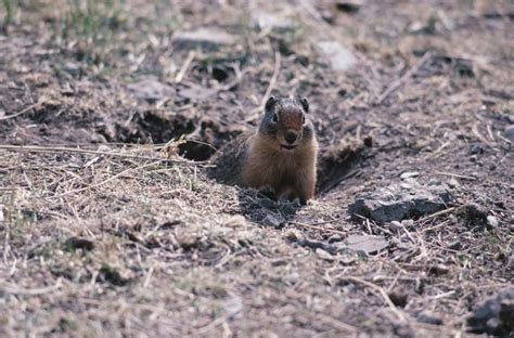 The Squirrels of Idaho | Animals - mom.me