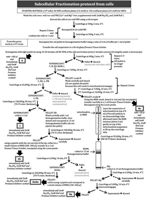 Schematic steps of the subcellular fractionation protocol from cells.... | Download Scientific ...