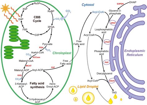 Frontiers | Enhancing microalgal lipid accumulation for biofuel production