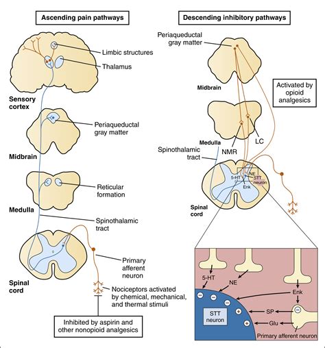 Opioid Analgesics and Antagonists | Basicmedical Key