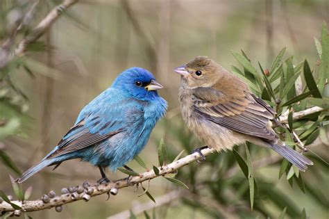 Indigo Buntings กินอะไร? | Newagepitbulls