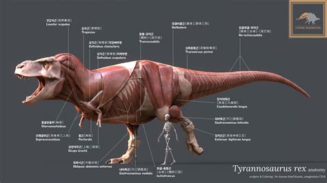 ArtStation - Tyrannosaurus Rex Anatomy