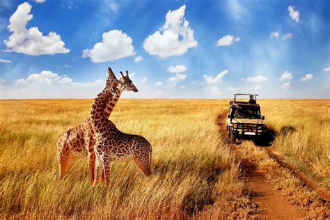 Safari en Tanzanie : Découvrez les Meilleurs Moments