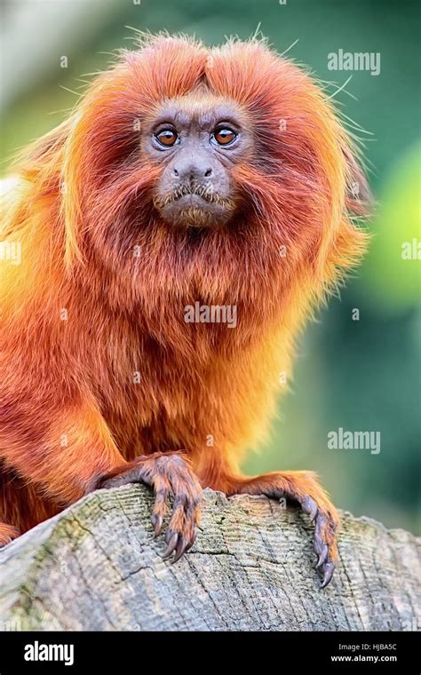 animal, lion, cat, big cat, feline predator, monkey, golden, ginger, head Stock Photo - Alamy