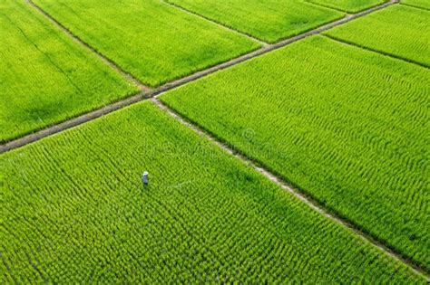 Beautiful Rectangle Green Paddy Rice Field from Drone View, Thailand ...