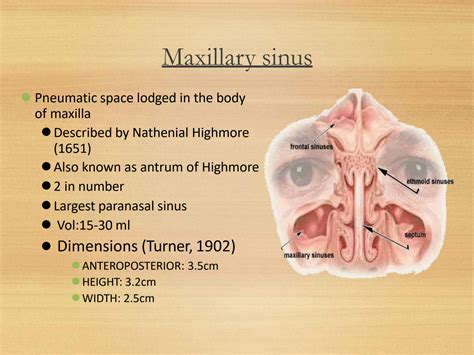 SOLUTION: Surgical anatomy of maxillary sinus / oral surgery / dentistry - Studypool