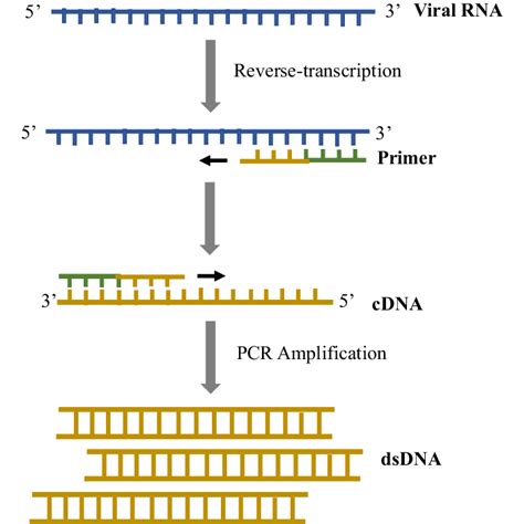 Schematic illustration of RT-PCR. Before RT-PCR is performed, the... | Download Scientific Diagram