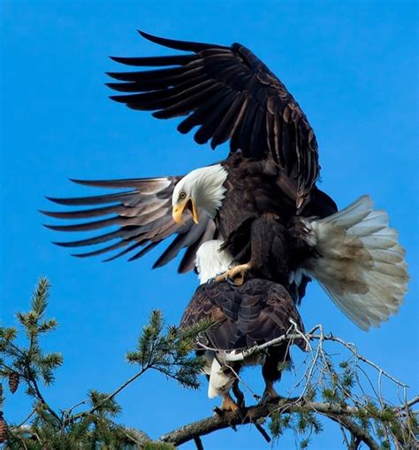 Bald Eagles Mating