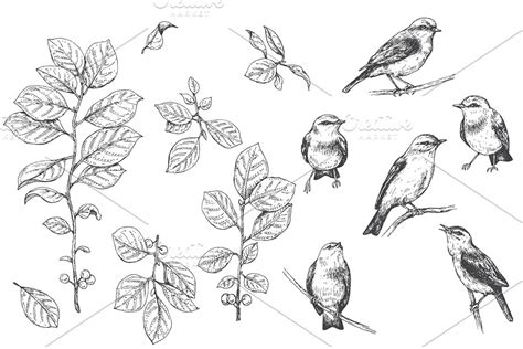 Birds on Branches Sketch | Custom-Designed Illustrations ~ Creative Market