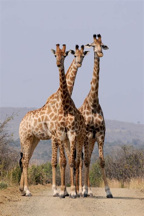 Where the Expression a Tower of Giraffes comes from? - Holden Safaris