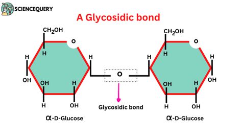 Glycosidic bond definition and structure - ScienceQuery