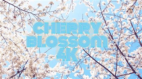 Cherry Blossom Tokyo Double Fantasy #4k #japan #relaxing - Alo Japan