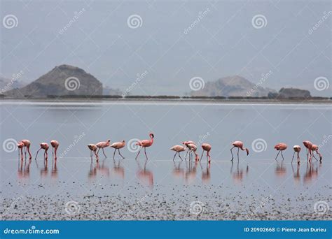 Flamingos of lake Natron stock photo. Image of reflection - 20902668