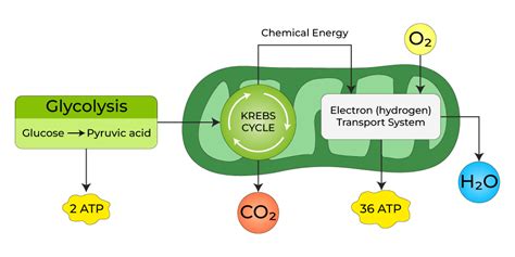 Chemiosmotic Hypothesis - Definition, Process, Examples and FAQs