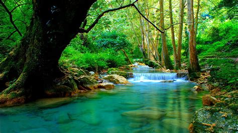 HD wallpaper: Forest river with cascades turquoise water rocks-trees ...