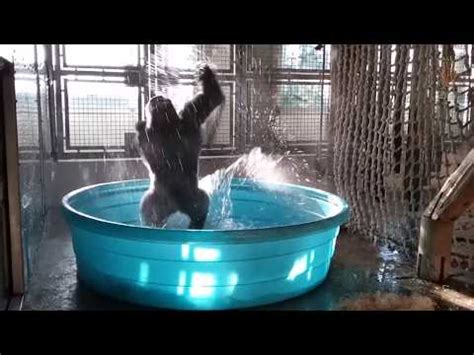 Zola the Gorilla Dancing to "Maniac" Video | POPSUGAR Celebrity