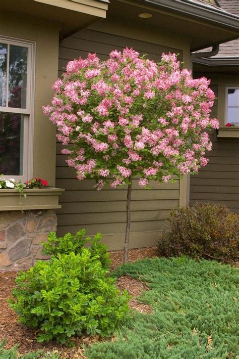 67 Must Have Glamour Trees for Your Backyard | Lilac tree, Lilac varieties, Lilac gardening