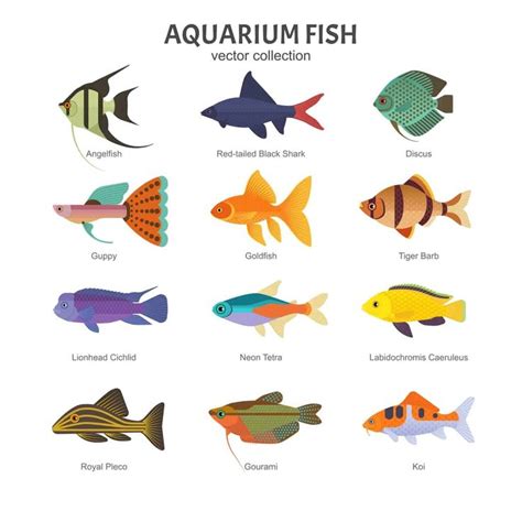 18 Popular Types of Aquarium Fish | Aquarium fish, Tropical freshwater ...
