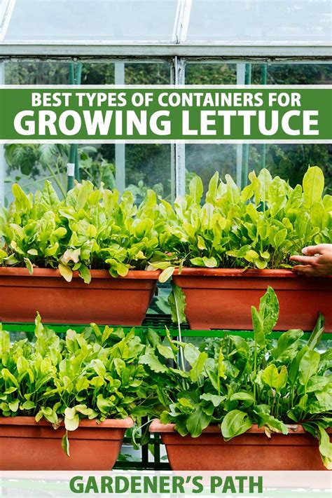 9 of the Best Types of Containers for Growing Lettuce