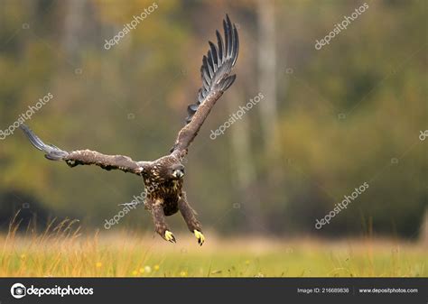 White Tailed Eagle Natural Habitat — Stock Photo © kwasny222 #216689836