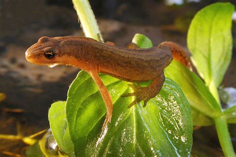 Teichmolch (Triturus vulgaris) - Schöpfung