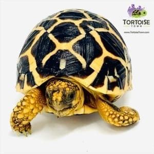 Indian Star tortoise diet baby Indian Star tortoise care sheet