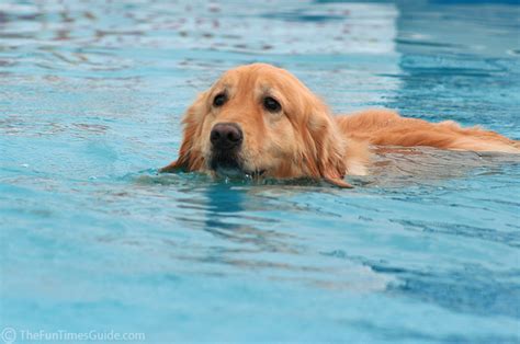 How to Train Golden Retrievers