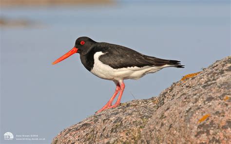 Waders - Bird images in David Brown's Birdwatching and Wildlife Gallery