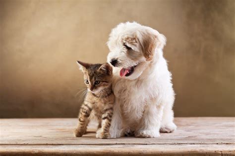 Kitten Versus Puppy: Which Is Better? Which Would Suit You Best?