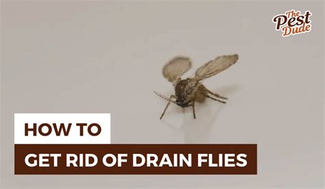 11 Effective Ways to Get Rid of Drain Flies in Your Home