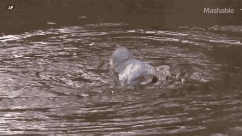 Galapagos Penguin Swimming GIFs - Find & Share on GIPHY