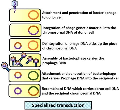 What is Transduction? Definition and Types - Biology Reader