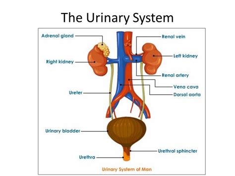 Excretory System Labeled Diagram