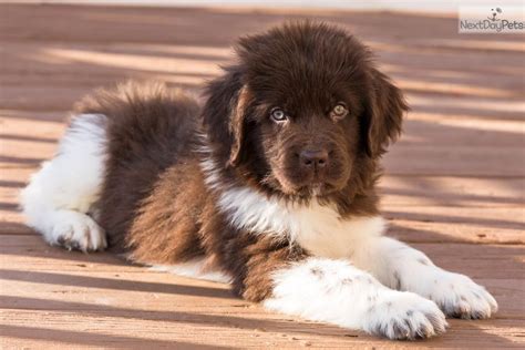 Ofa Sebastian: Newfoundland puppy for sale near Youngstown, Ohio. | 002da6d3-1b81