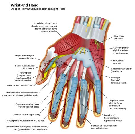 File:Wrist and hand deeper palmar dissection-en.svg | Hand anatomy, Hand therapy, Anatomy