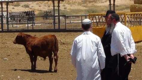 To ready for the final redemption, Israelis take red heifers by the horns | The Times of Israel