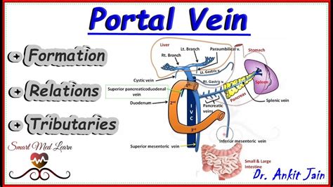 Portal vein / Anatomy / Simplified - Formation, Relations and ...